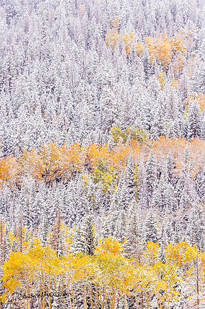 Aspens_and_pine_RMNP_2018_1