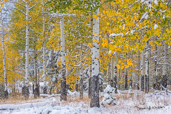 Aspens_elk_rubs_RMNP_2018_1