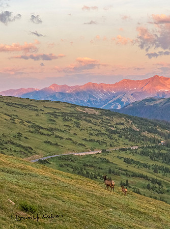 Elk_RMNP_2018_13