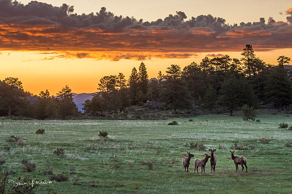 Elk_at_sunrise_RMNP_2020_1