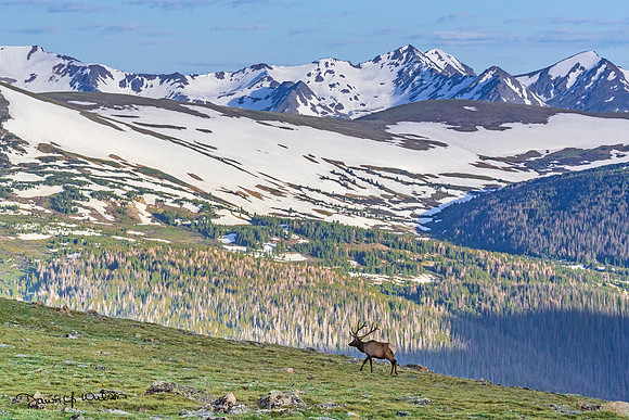 Elk_RMNP_2019_8