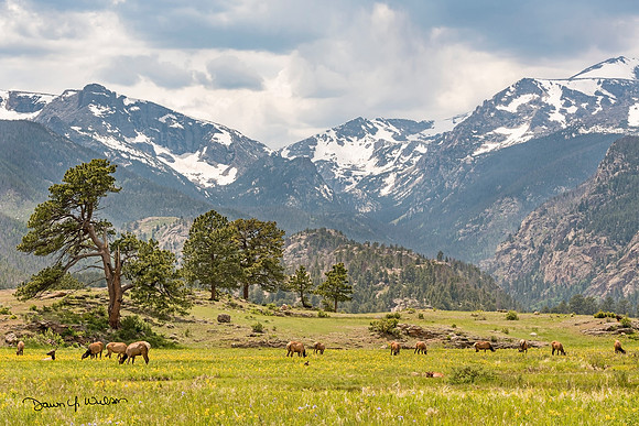 Elk_RMNP_2019_39