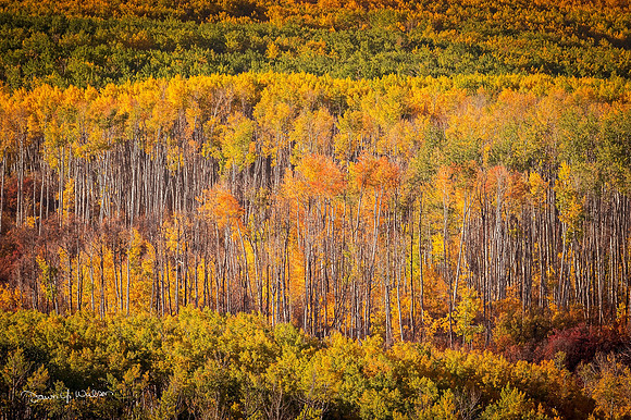 Fall_color_explosion_Kebler_Pass_2020_1
