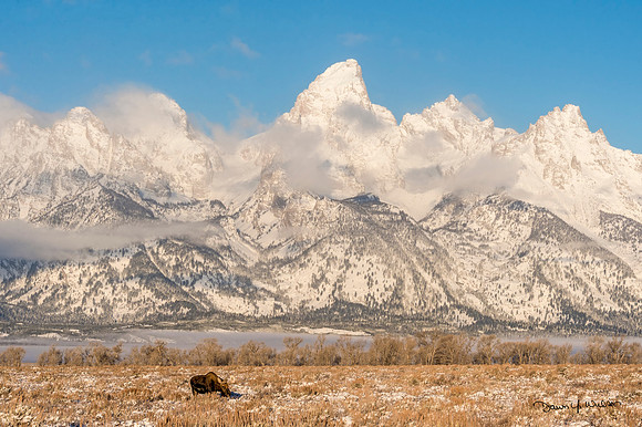 Moose_GTNP_2018_1