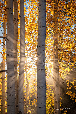 Rays_of_light_Kebler_Pass_2020_1
