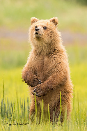 Brown_Bear_LCNP_2015_1