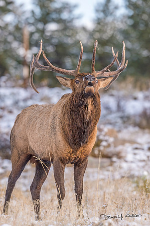 Elk_RMNP_2017_25