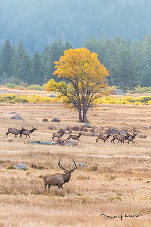 Elk_RMNP_2018_28