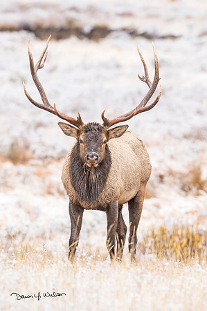 Elk_RMNP_2018_53