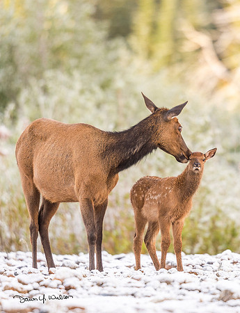 Elk_RMNP_2019_4