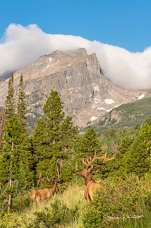 Elk_RMNP_2019_10