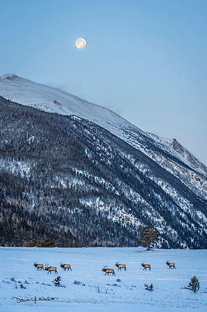 Elk_RMNP_2020_1