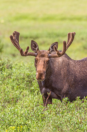 Moose_LongDraw_2018_2