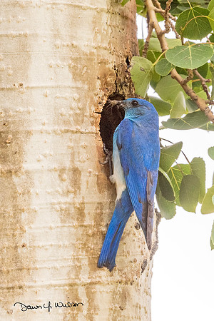 Mountain_bluebird_RMNP_2018_4