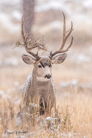 Mule_deer_RMNP_2018_10