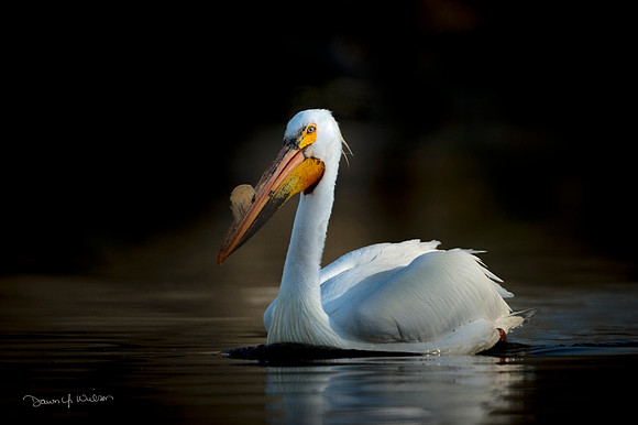 American_white_pelican_StVrSP_2020_2