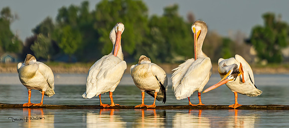 American_white_pelican_Windsor_2015_1_pano