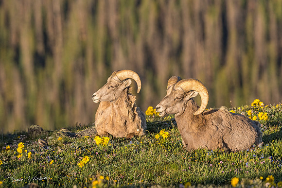 Bighorn_sheep_ram_RMNP_2018_2