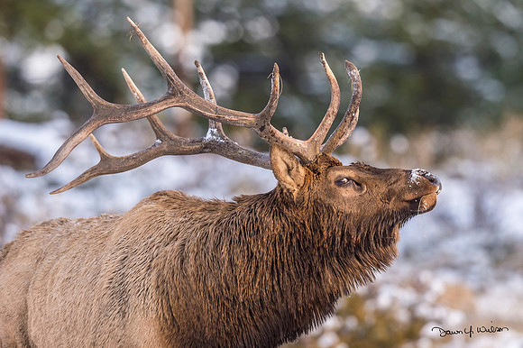 Elk_RMNP_2017_24