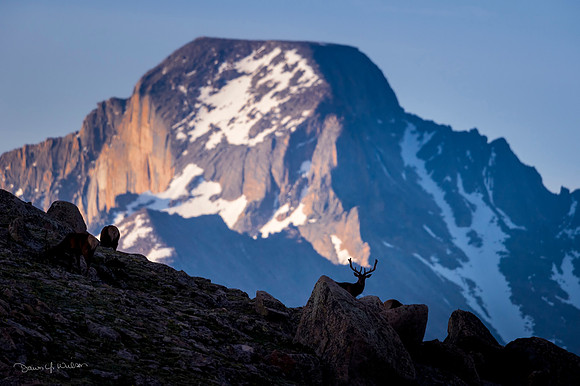 Elk_RMNP_2019_25