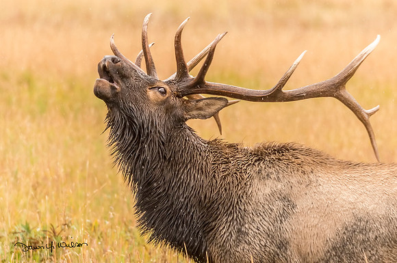 Elk_RMNP_2017_11