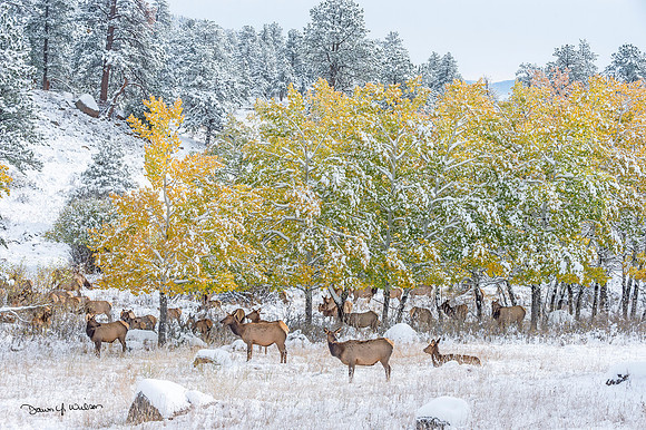 Elk_RMNP_2018_107