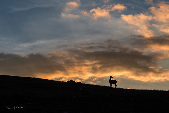 Elk_RMNP_2018_126
