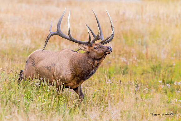 Elk_RMNP_2019_17