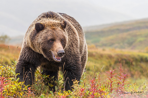 Grizzly_bear_Denali_2017_1