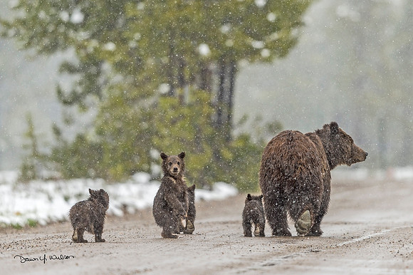 Grizzly_bear_GTNP_2020_17