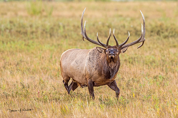 Elk_RMNP_2020_18