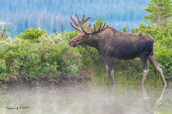 Moose_LongDraw_2019_10