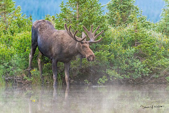 Moose_LongDraw_2019_13