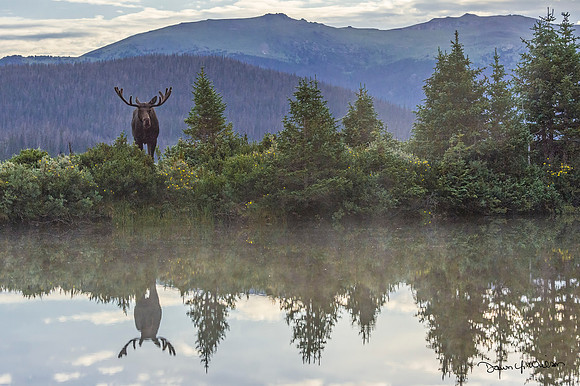 Moose_LongDraw_2019_15