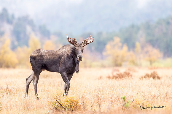 Moose_RMNP_2017_20