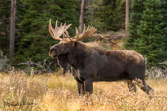 Moose_RMNP_2017_3