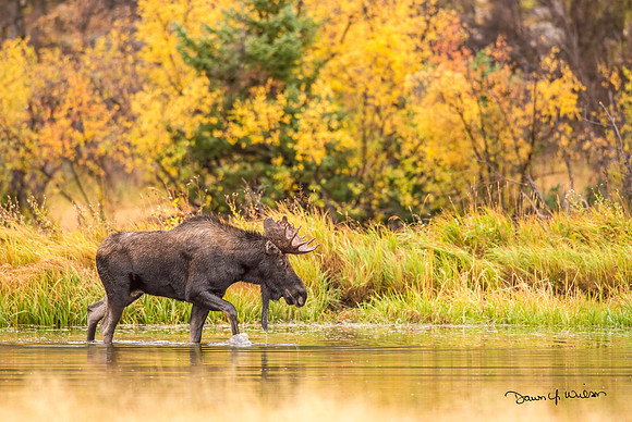 Moose_RMNP_2017_4