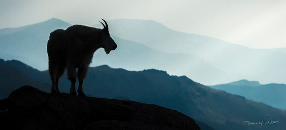Mountain_goat_MtEvans_2018_18