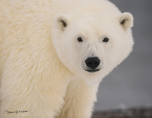 Polar_Bear_2013_ANWR_34
