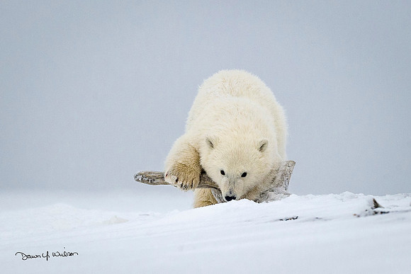 Polar_Bear_2013_ANWR_35