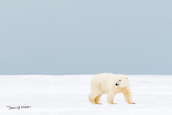 Polar_bear_ANWR_2013_32