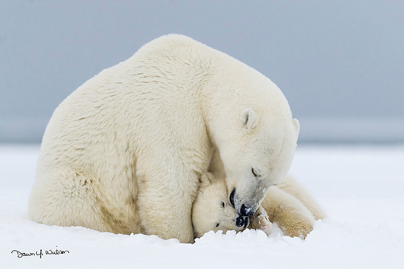 Polar_Bear_2013_ANWR_36