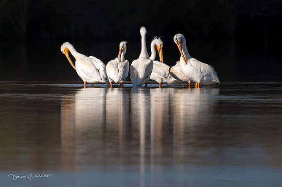 American_white_pelican_StVrSP_2020_4