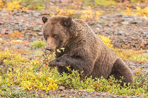 Grizzly_bear_Denali_2017_5