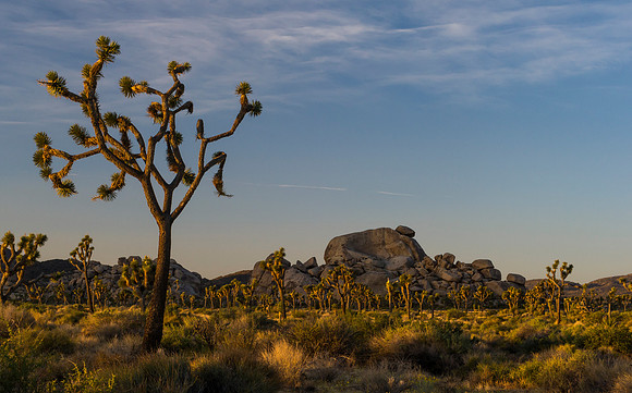 Joshua_Tree_National_Park_5