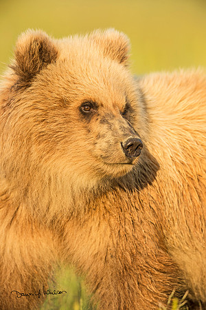 Brown_bear_LCNP_2015_2