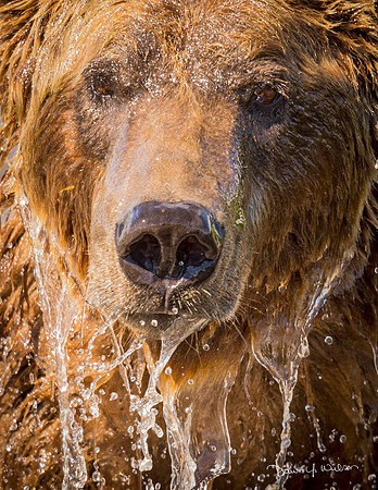 Brown_bear_McNeil_River_2015_12