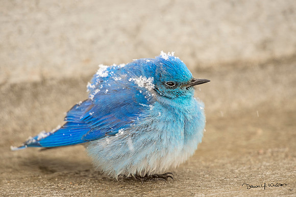 Mountain_bluebird_EP_2020_4