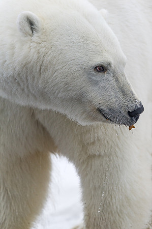 Polar_bear_16