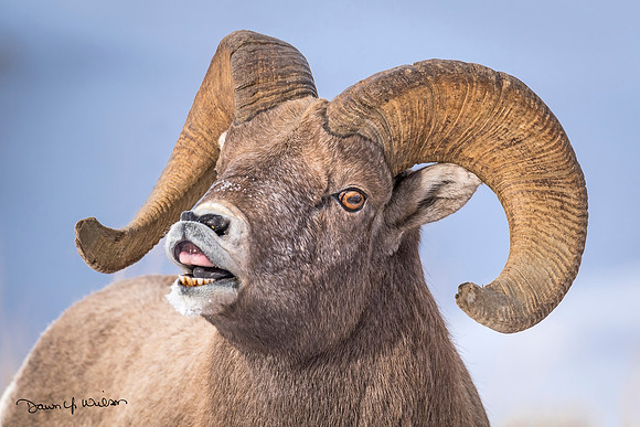 Bighorn_sheep_NER_2018_18
